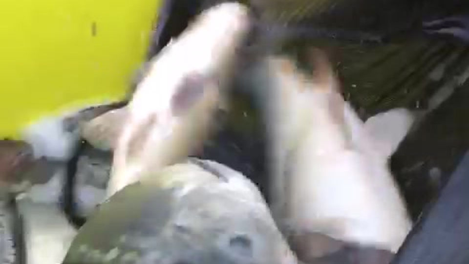 Just a few of the lovely Carp introduced to Willow